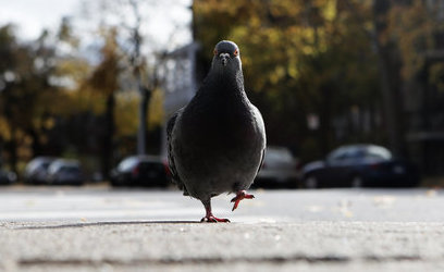 pigeon on street